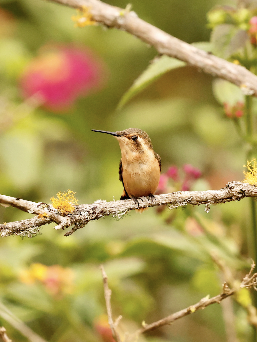 Colibri bourdon - ML637845728