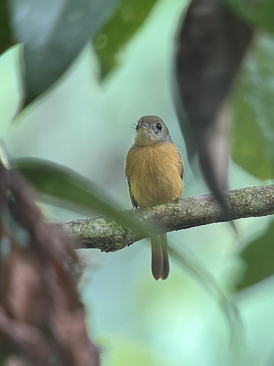 Ruddy-tailed Flycatcher - ML637845759