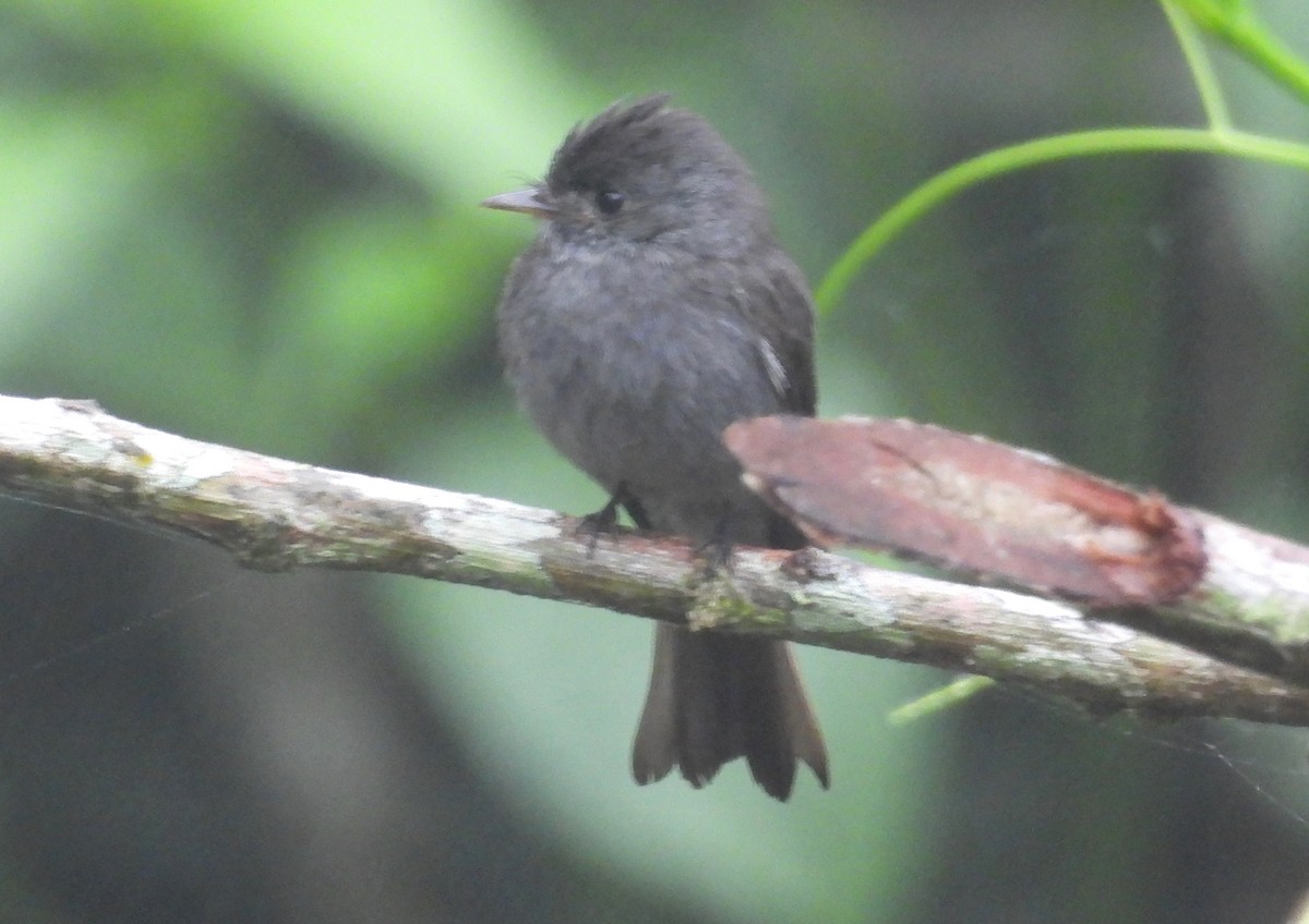 Blackish Pewee - ML637845785