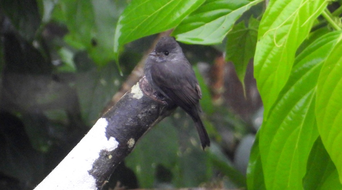 Blackish Pewee - ML637845787