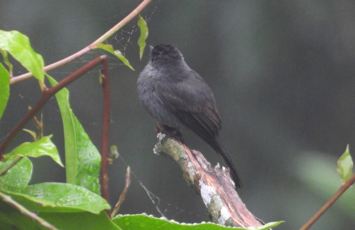 Blackish Pewee - ML637845789