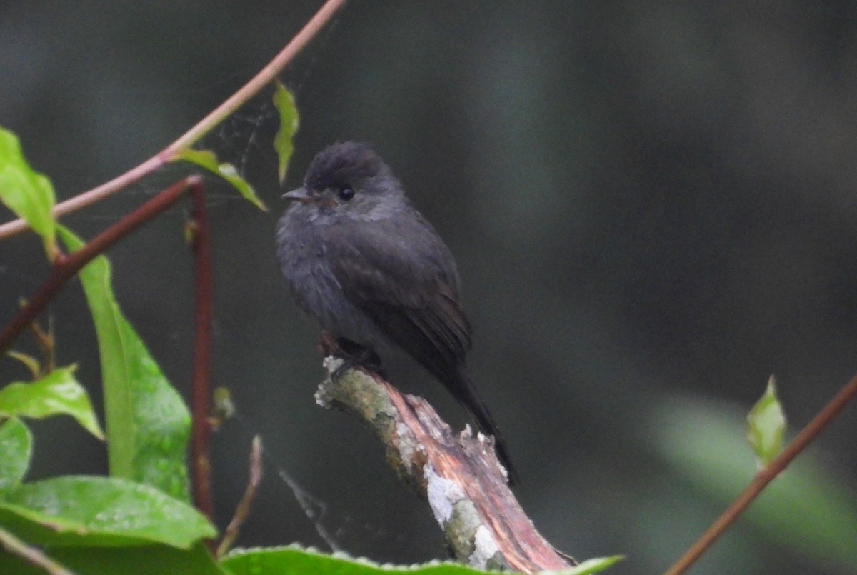 Blackish Pewee - ML637845790