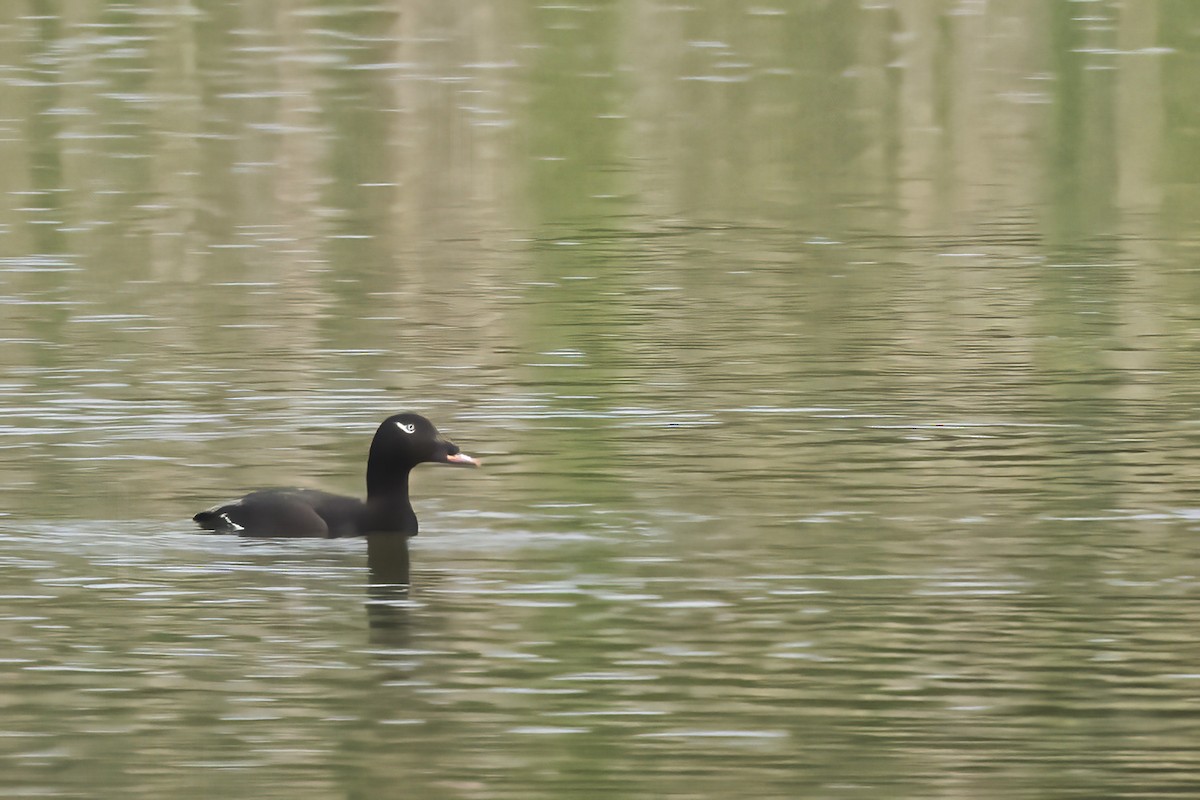 White-winged Scoter - ML637845794