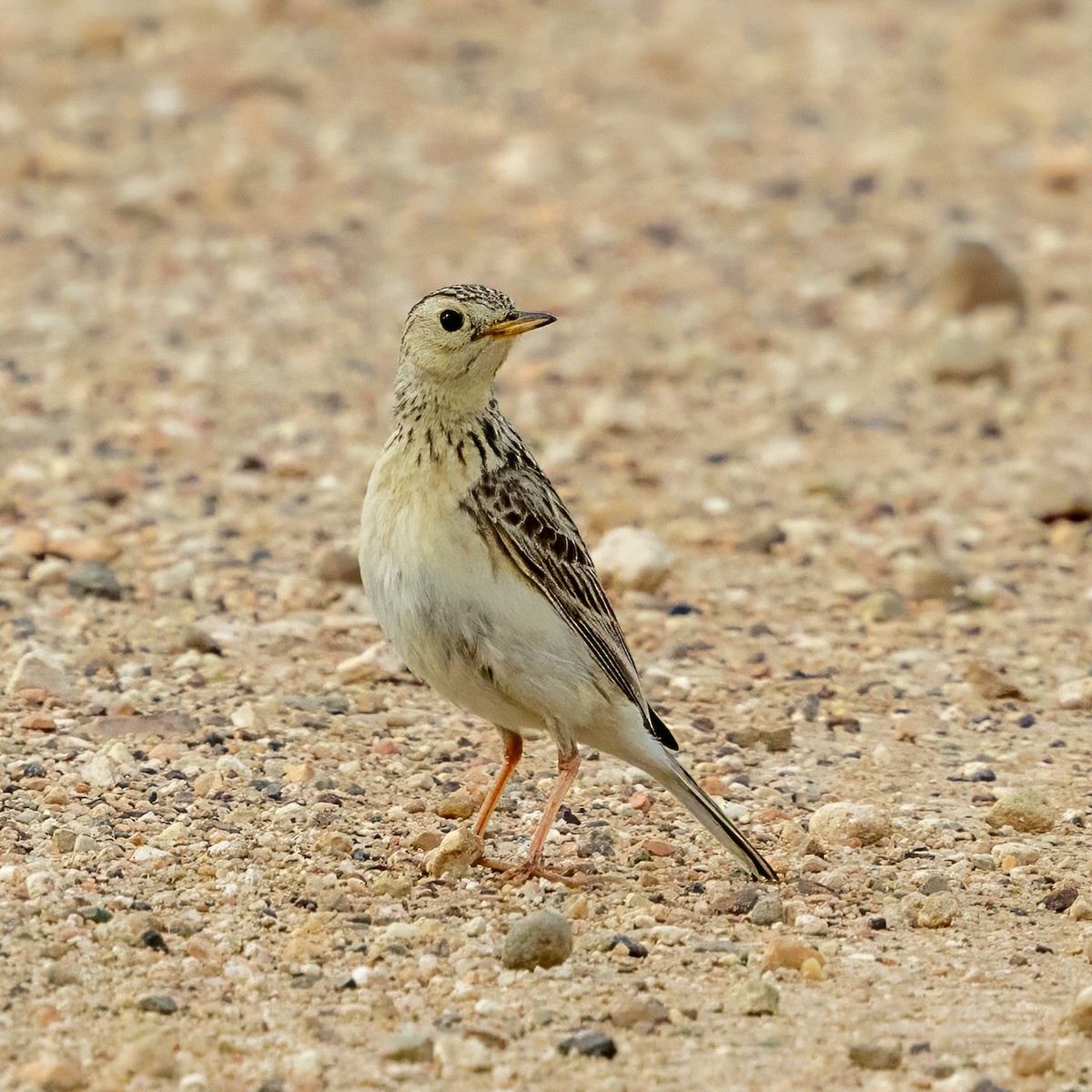 Sprague's Pipit - ML637845801