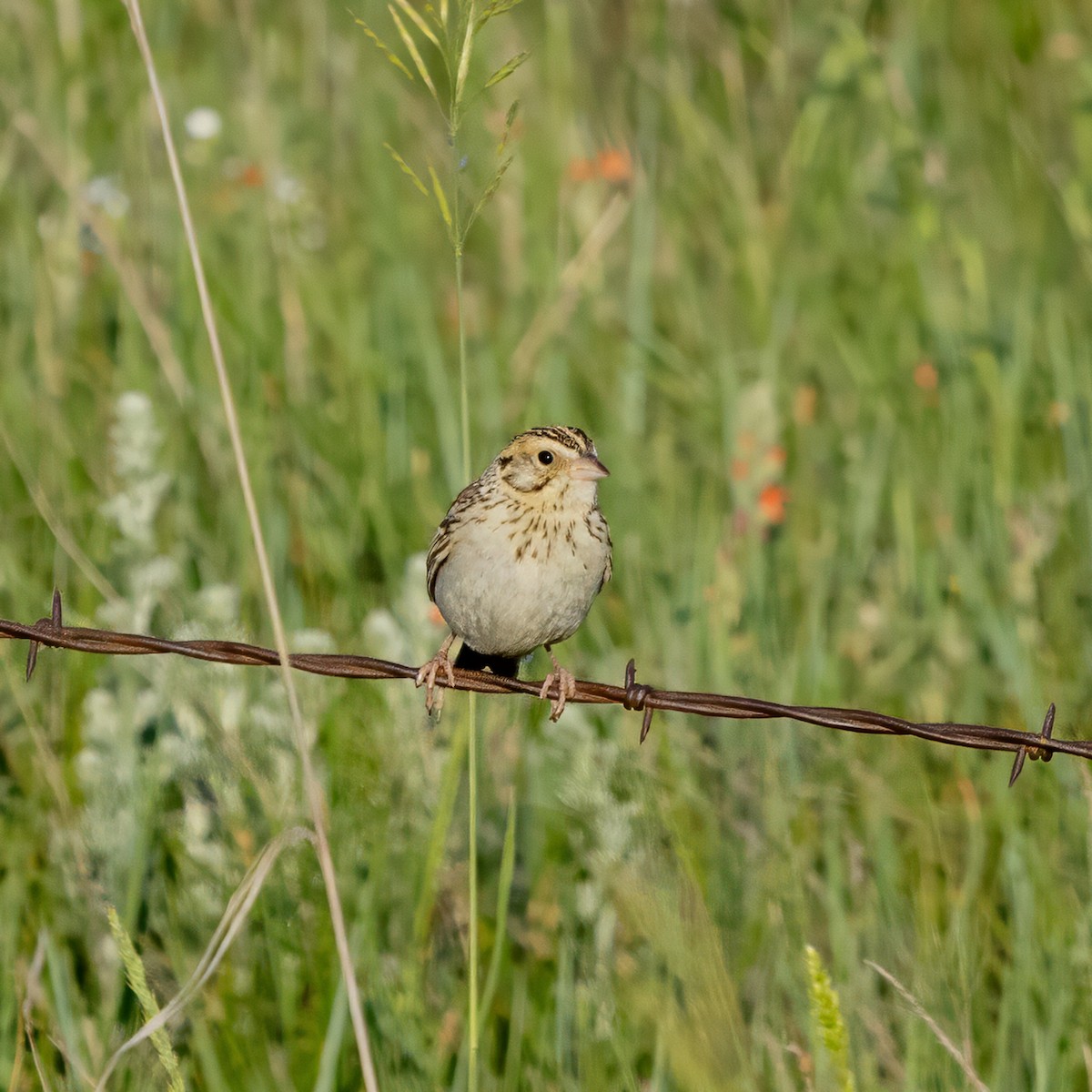 Baird's Sparrow - ML637845804