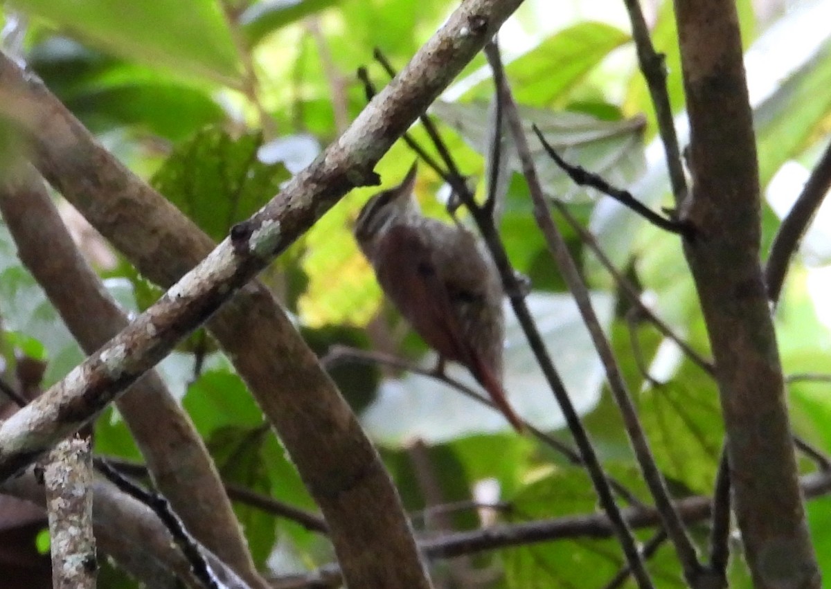 Streaked Xenops - ML637845846