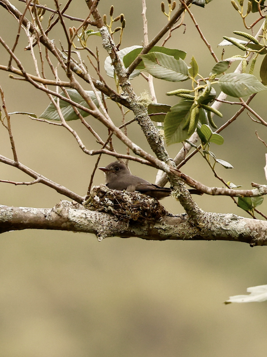 Smoke-colored Pewee - ML637845857