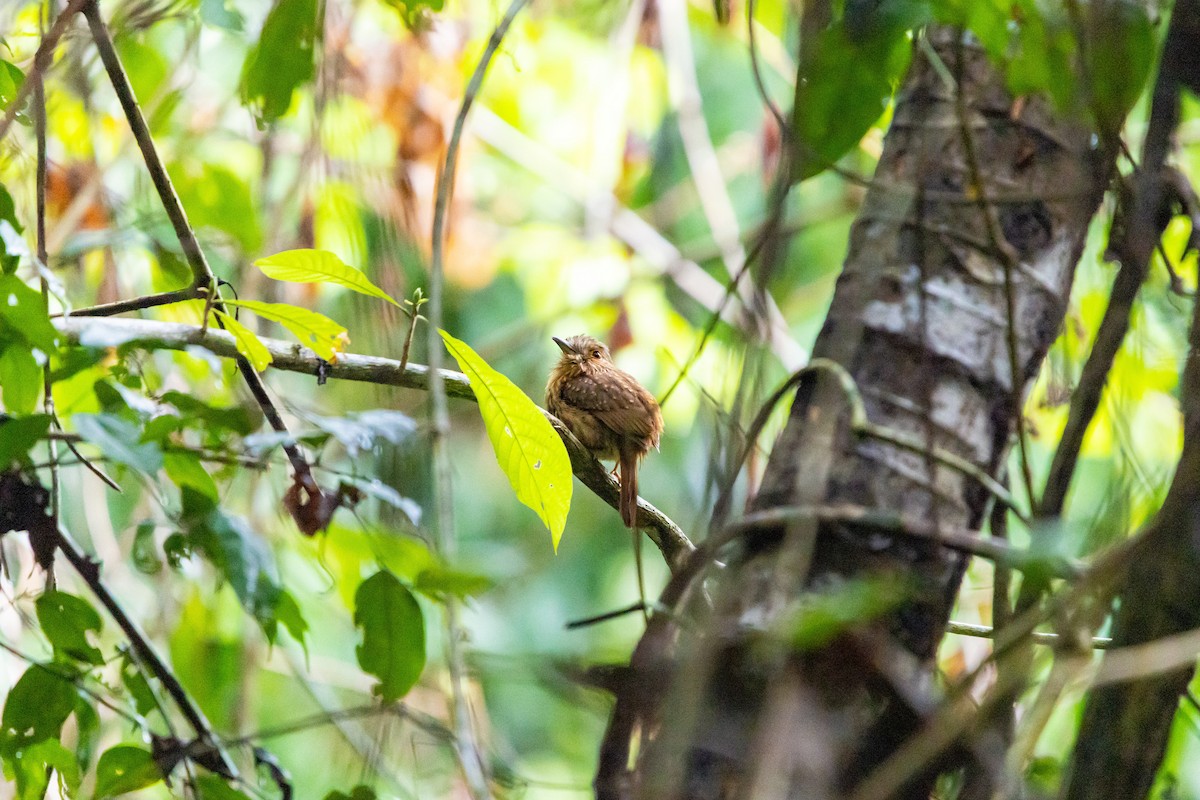 White-whiskered Puffbird - ML637845939