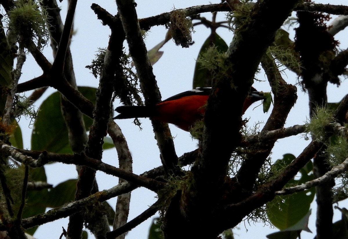 White-winged Tanager - ML637845950