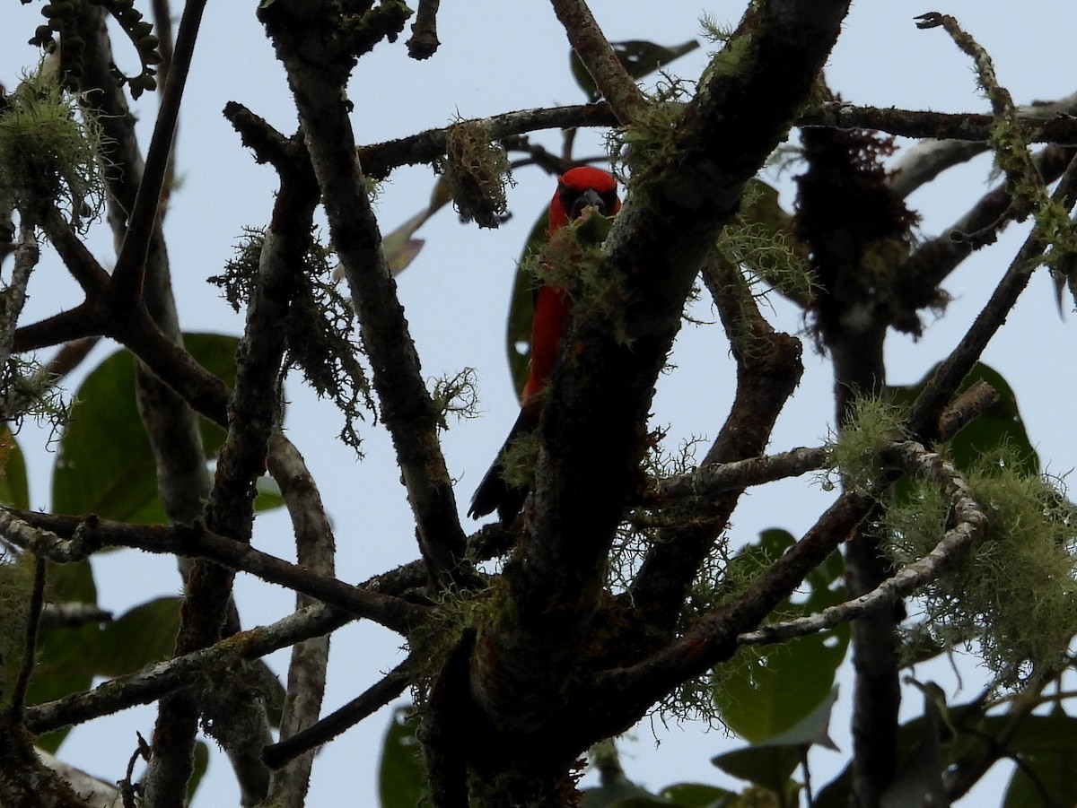White-winged Tanager - ML637845951