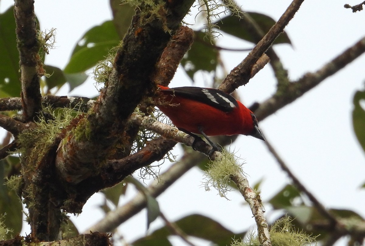 White-winged Tanager - ML637845952