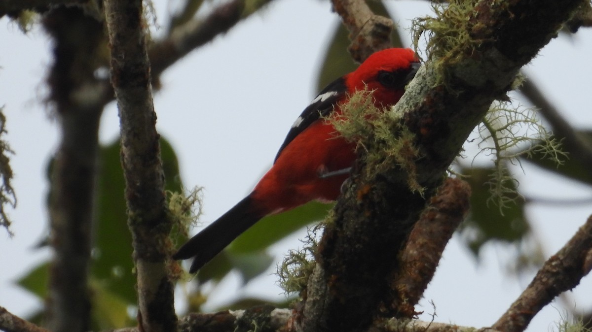 White-winged Tanager - ML637845953