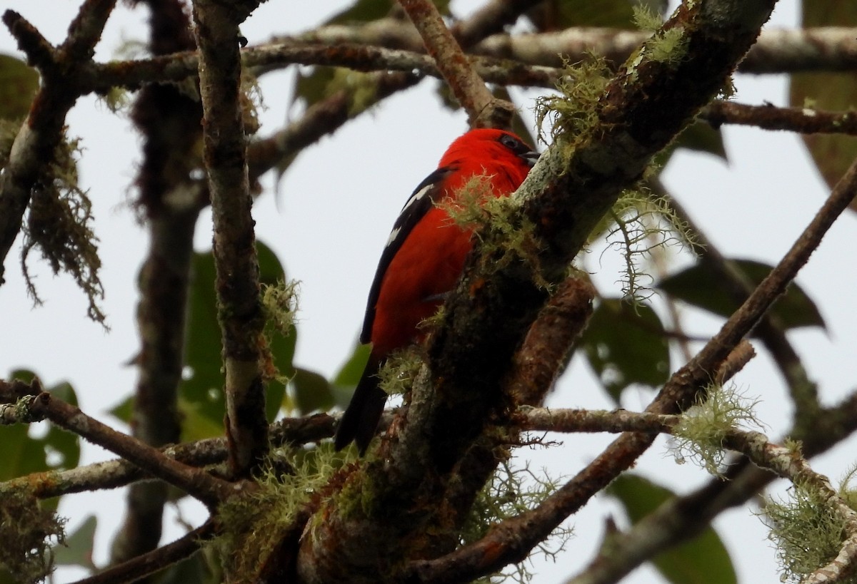 White-winged Tanager - ML637845955