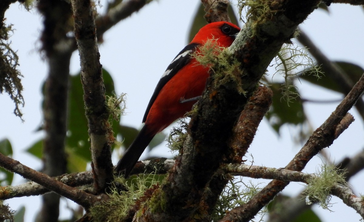 White-winged Tanager - ML637845957