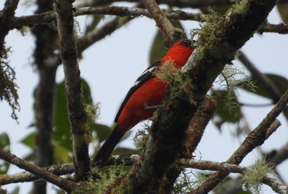 White-winged Tanager - ML637845959