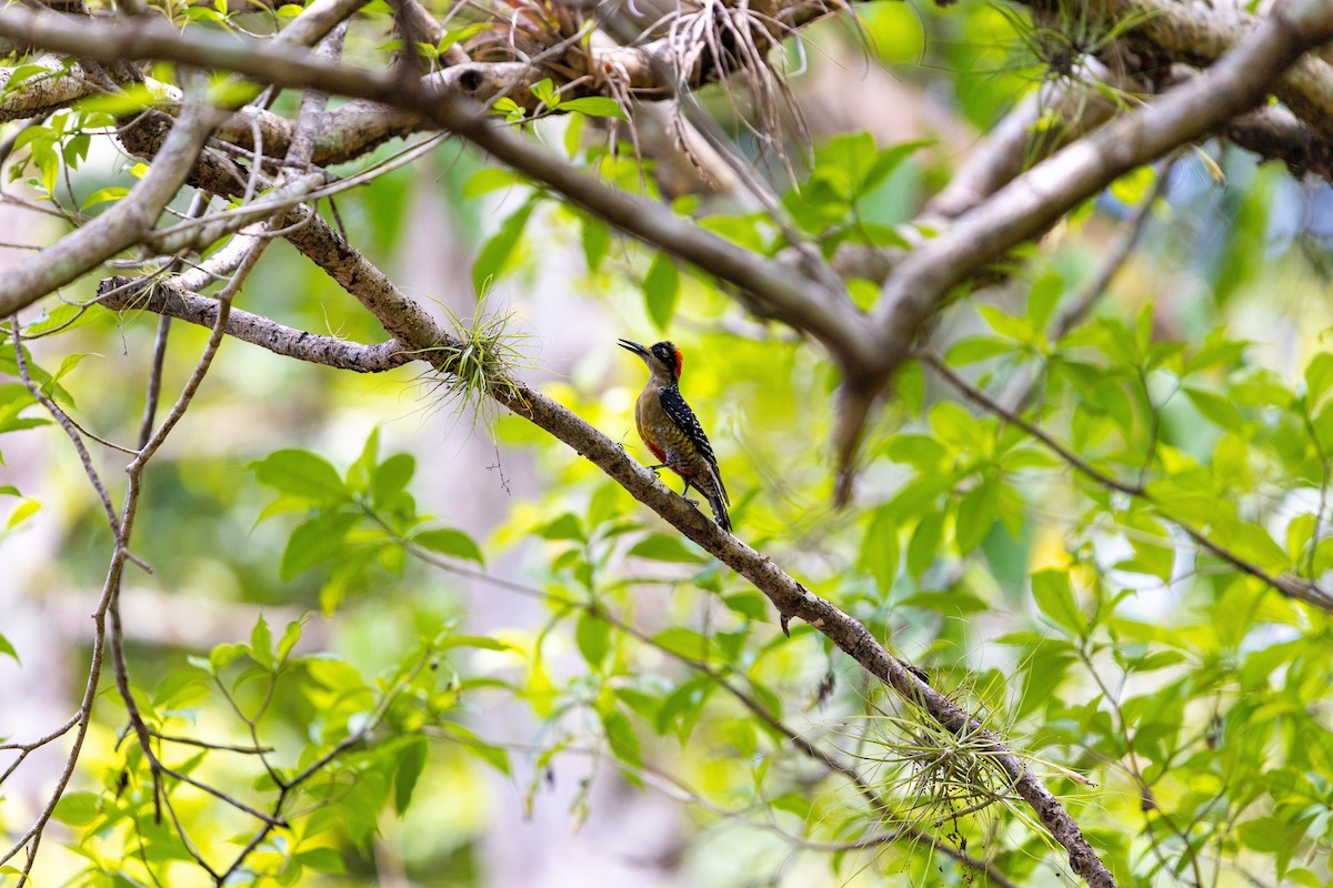 Black-cheeked Woodpecker - ML637845974