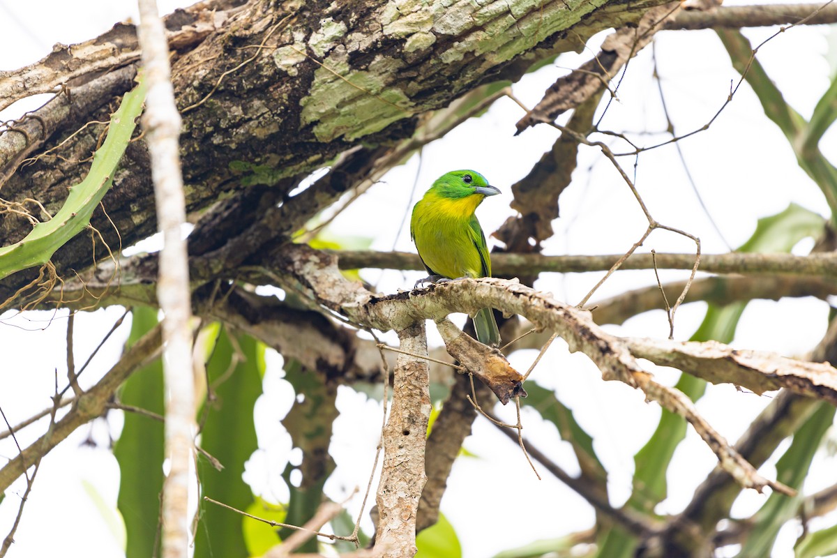 Green Shrike-Vireo - ML637846011