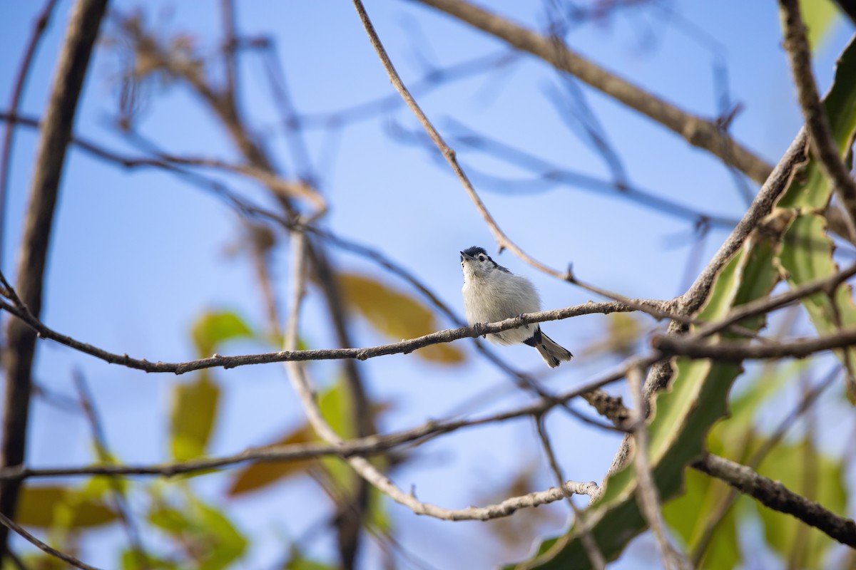White-browed Gnatcatcher - ML637846032