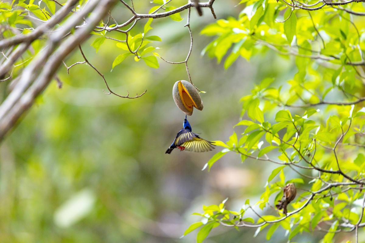 Red-legged Honeycreeper - ML637846048