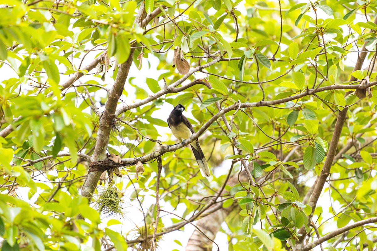 Brown Jay - ML637846091