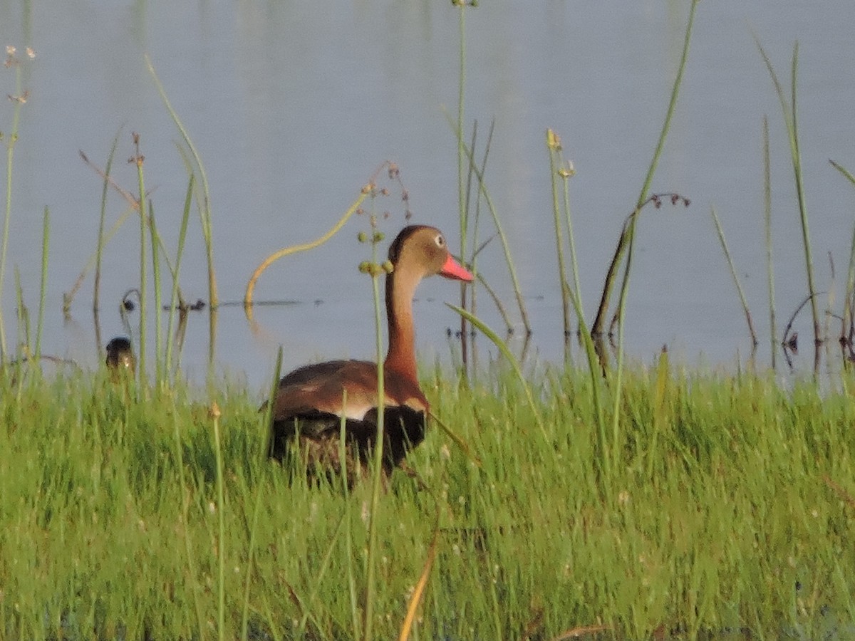 Black-bellied Whistling-Duck - ML63784611