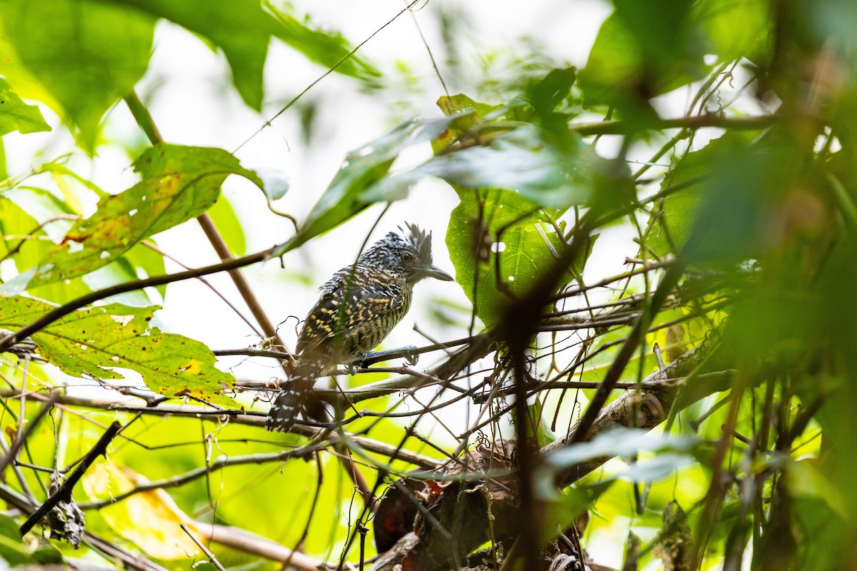 Barred Antshrike - ML637846121