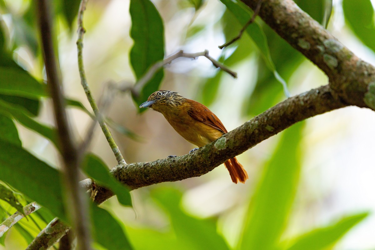 Barred Antshrike - ML637846127