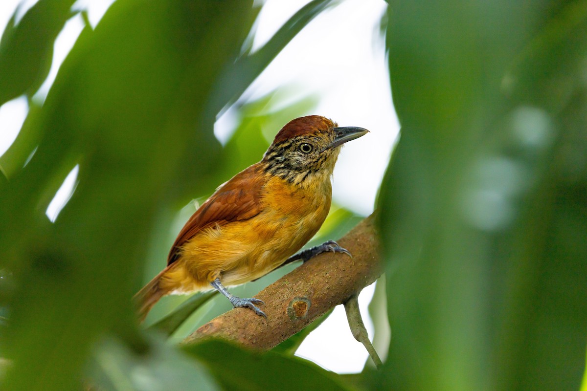 Barred Antshrike - ML637846129