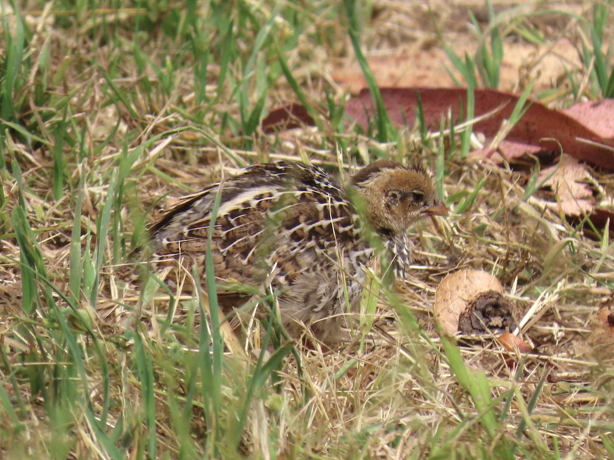 California Quail - ML637846141