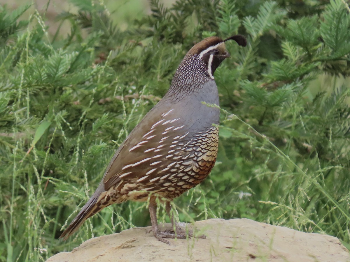 California Quail - ML637846142