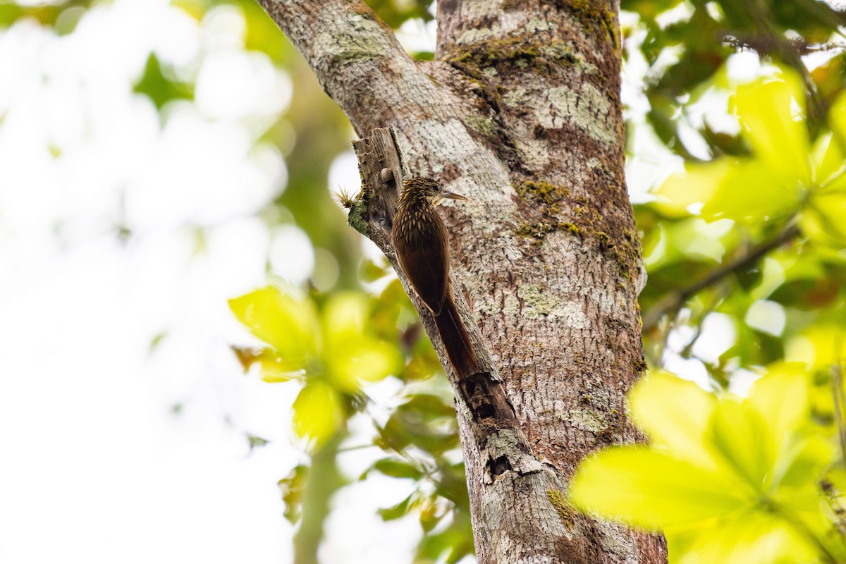 Ivory-billed Woodcreeper - ML637846152