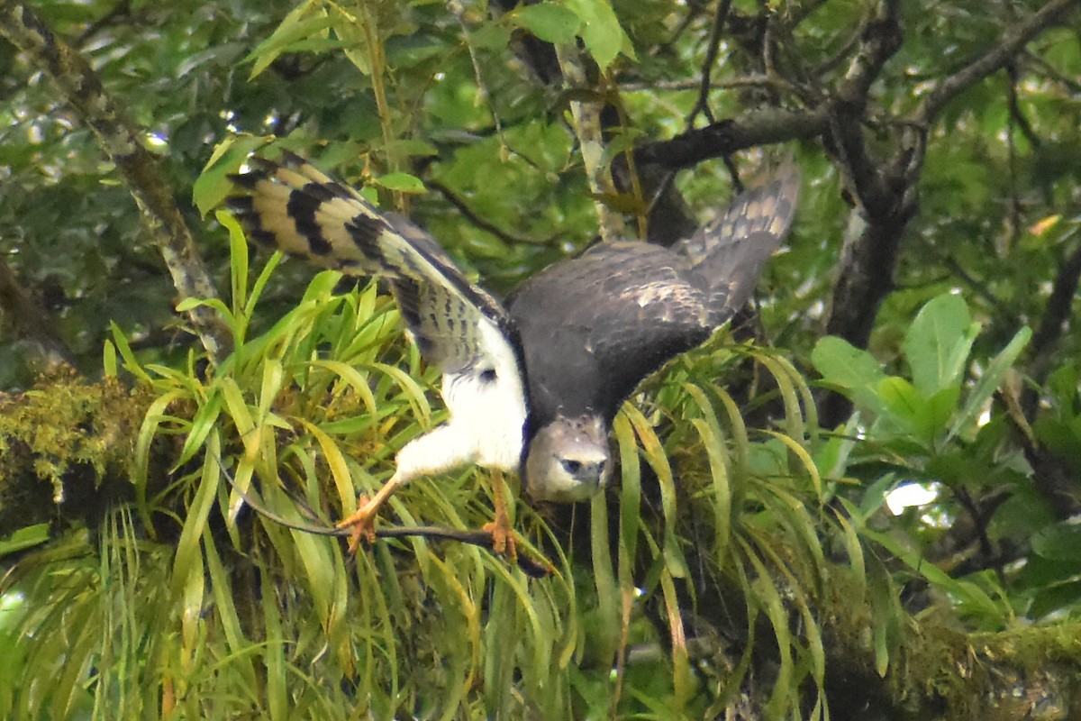 Crested Eagle - ML637846153