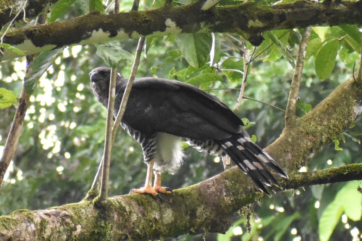Crested Eagle - ML637846157