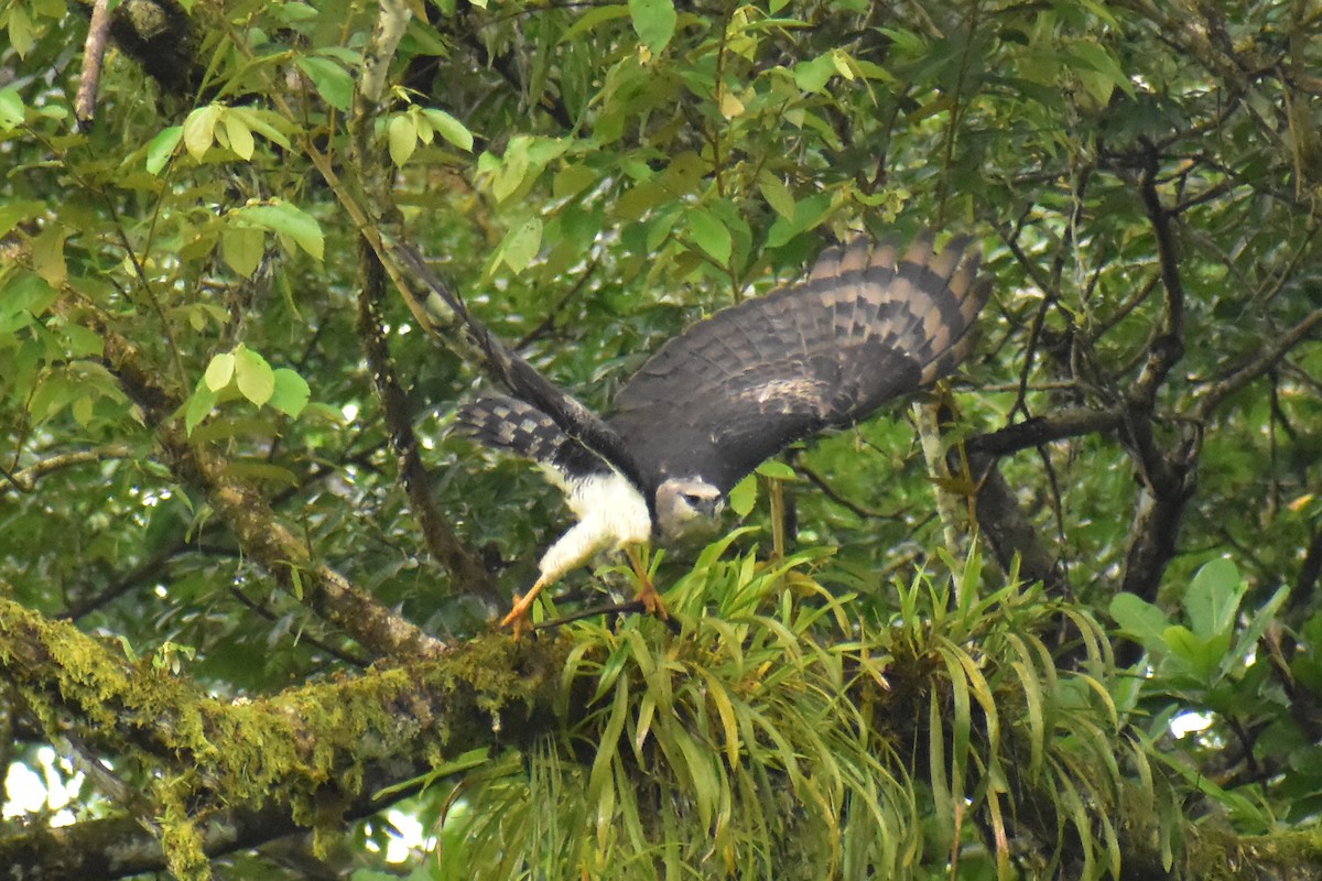 Crested Eagle - ML637846161