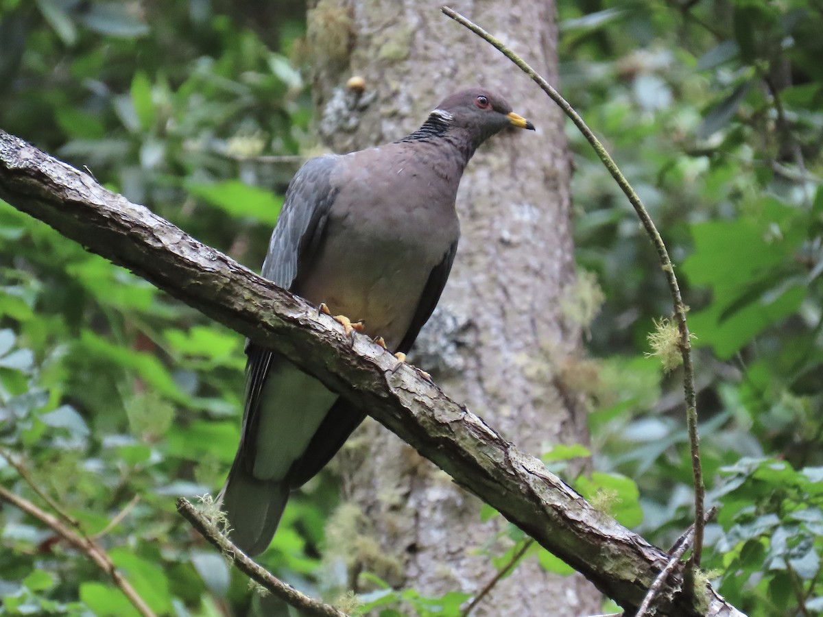 Band-tailed Pigeon - ML637846164