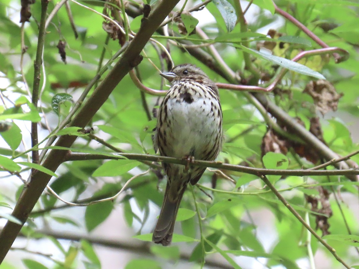 Song Sparrow - ML637846188