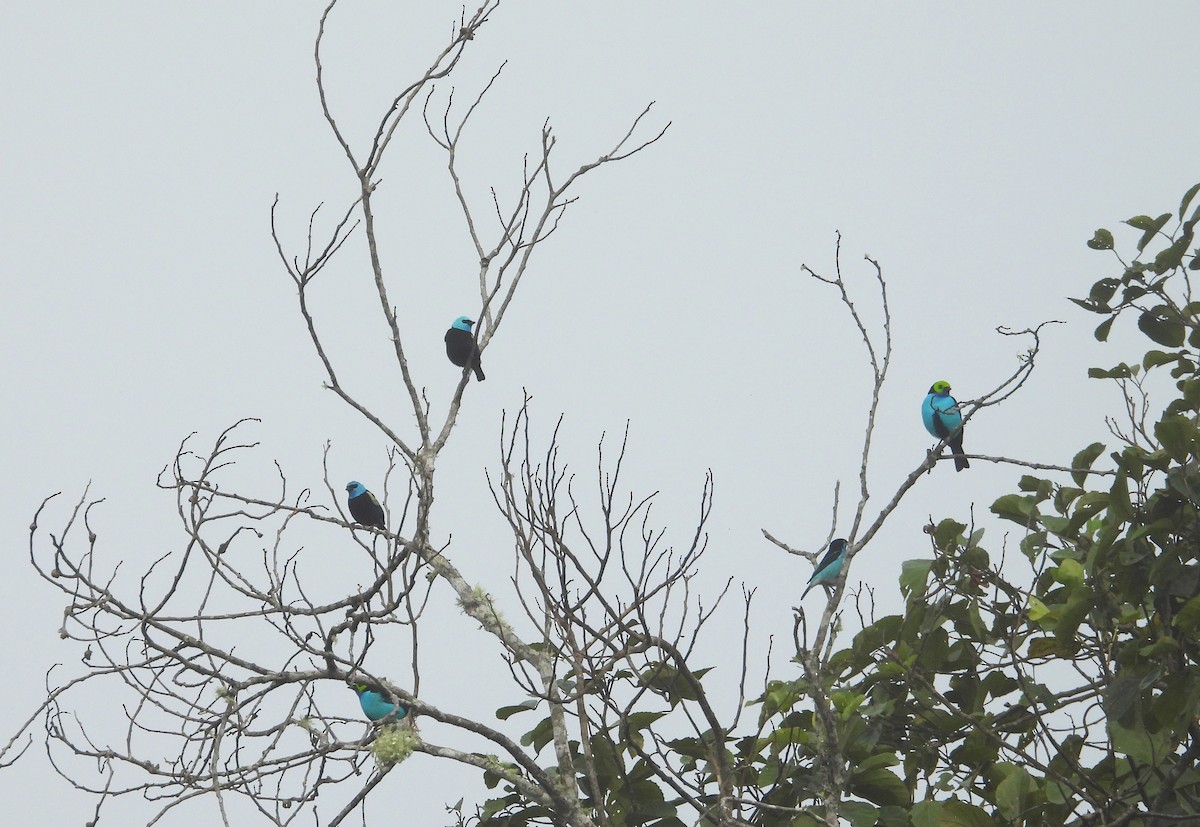 Paradise Tanager - ML637846229