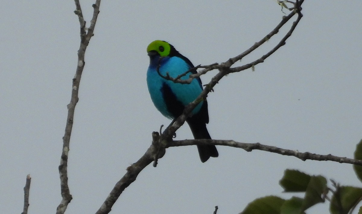 Paradise Tanager - ML637846296