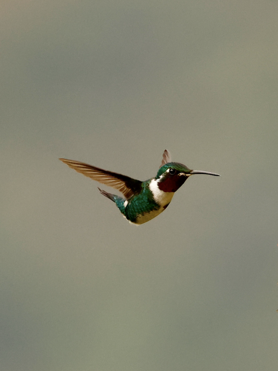 White-bellied Woodstar - ML637846301