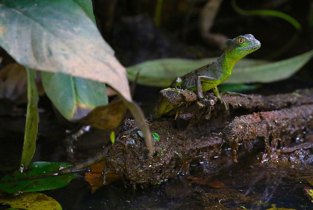 Green Basilisk - ML637846379