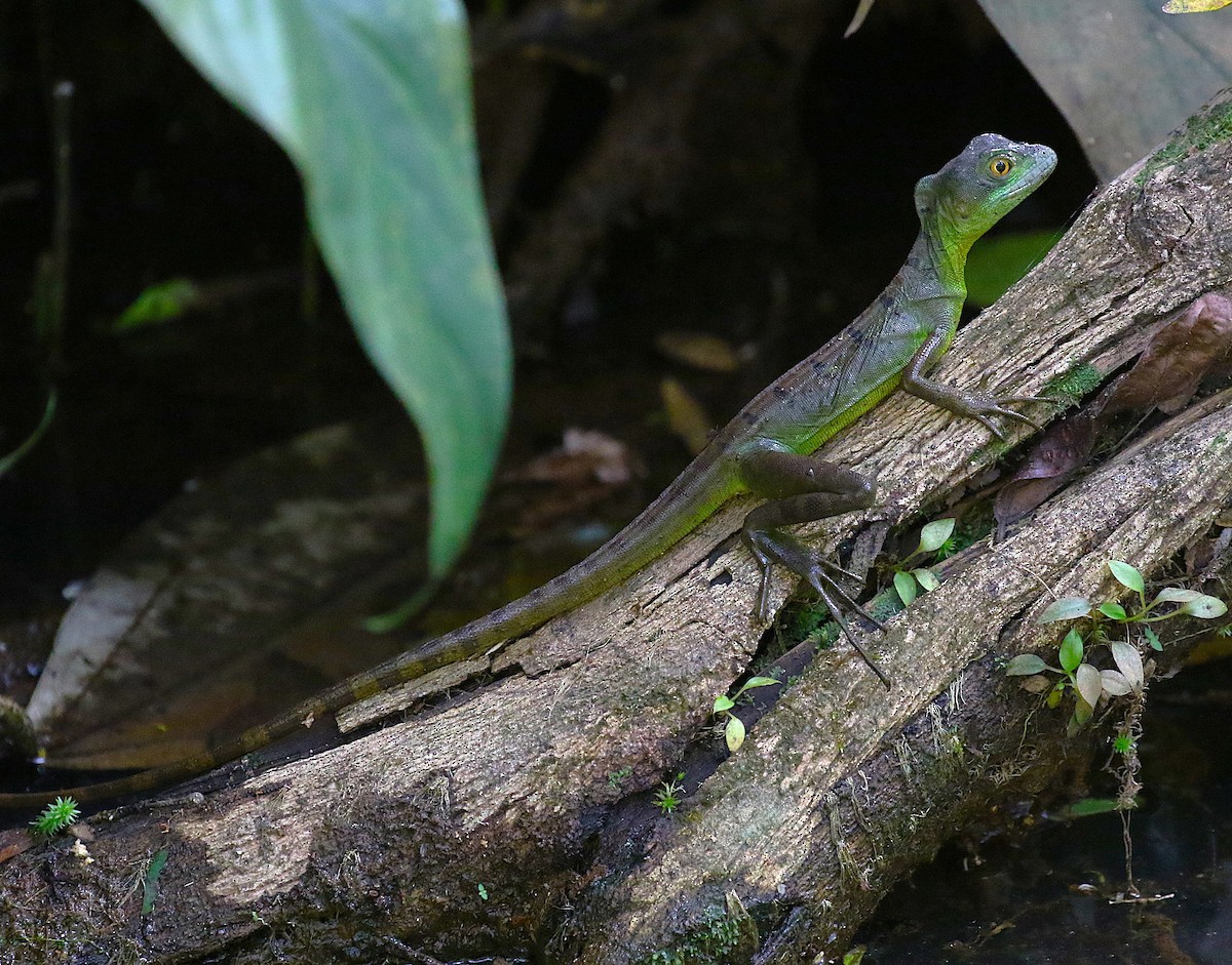 Green Basilisk - ML637846380