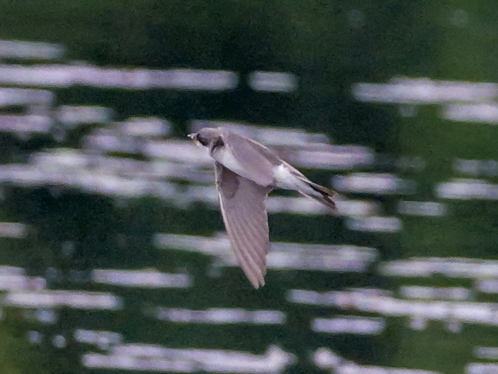 ショウドウツバメ - ML637846383