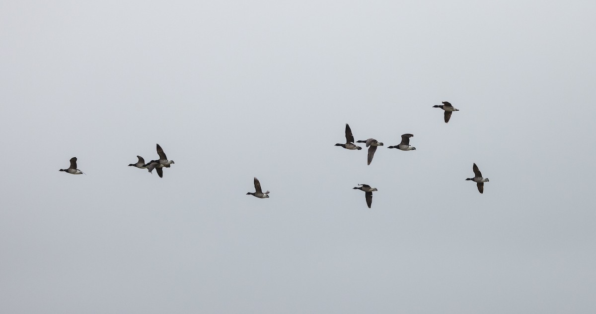 Brant (Atlantic) - ML637846394