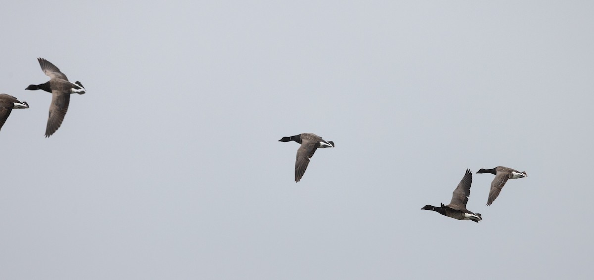 Brant (Atlantic) - ML637846395