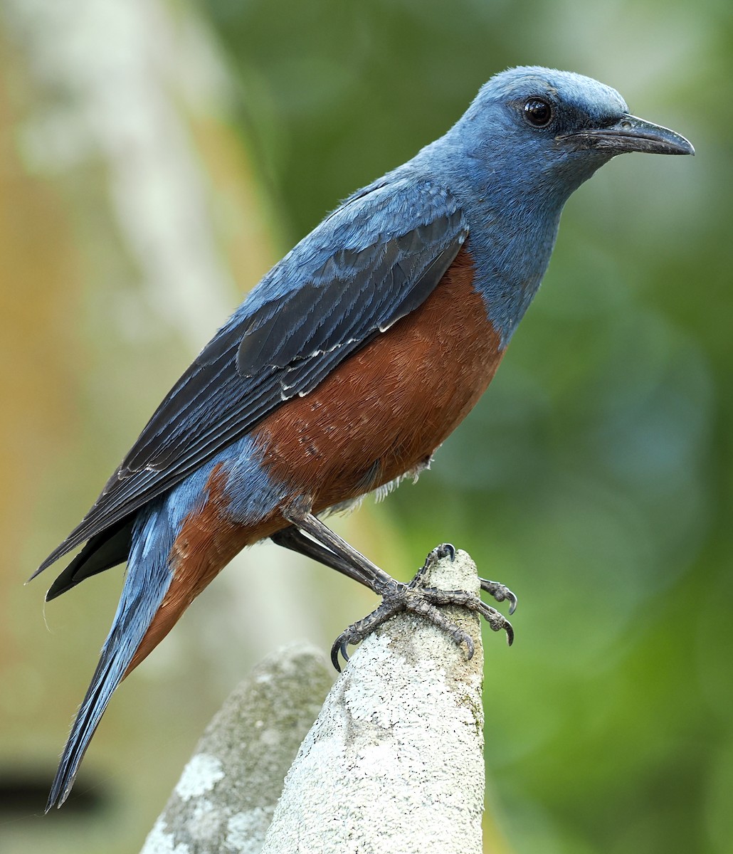 Blue Rock-Thrush - ML637846457
