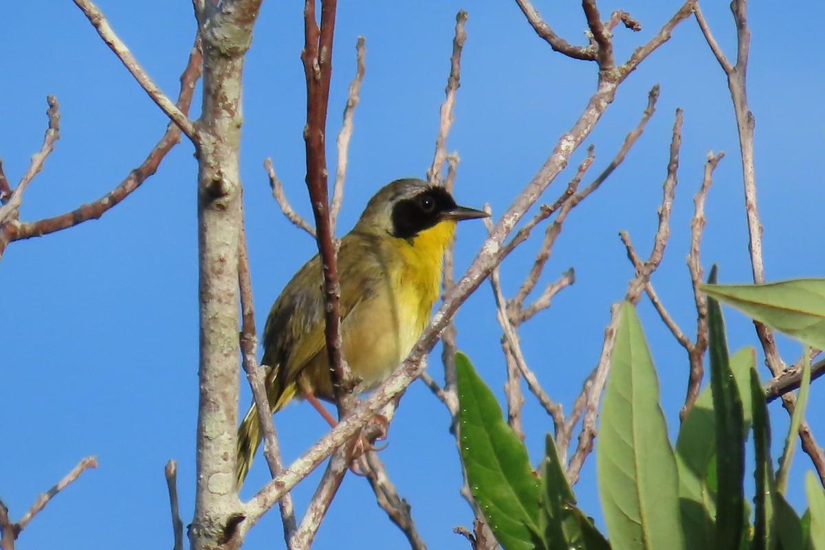 Common Yellowthroat - ML637846482