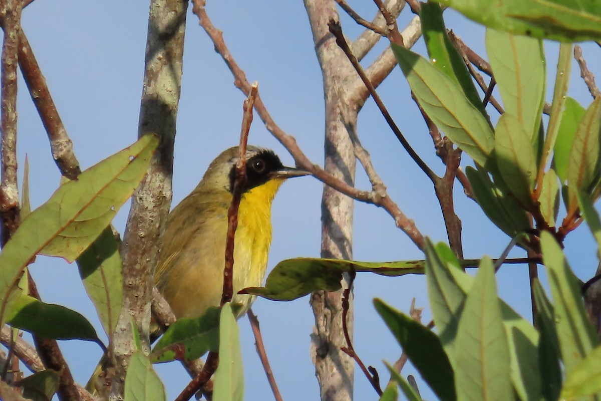 Common Yellowthroat - ML637846500