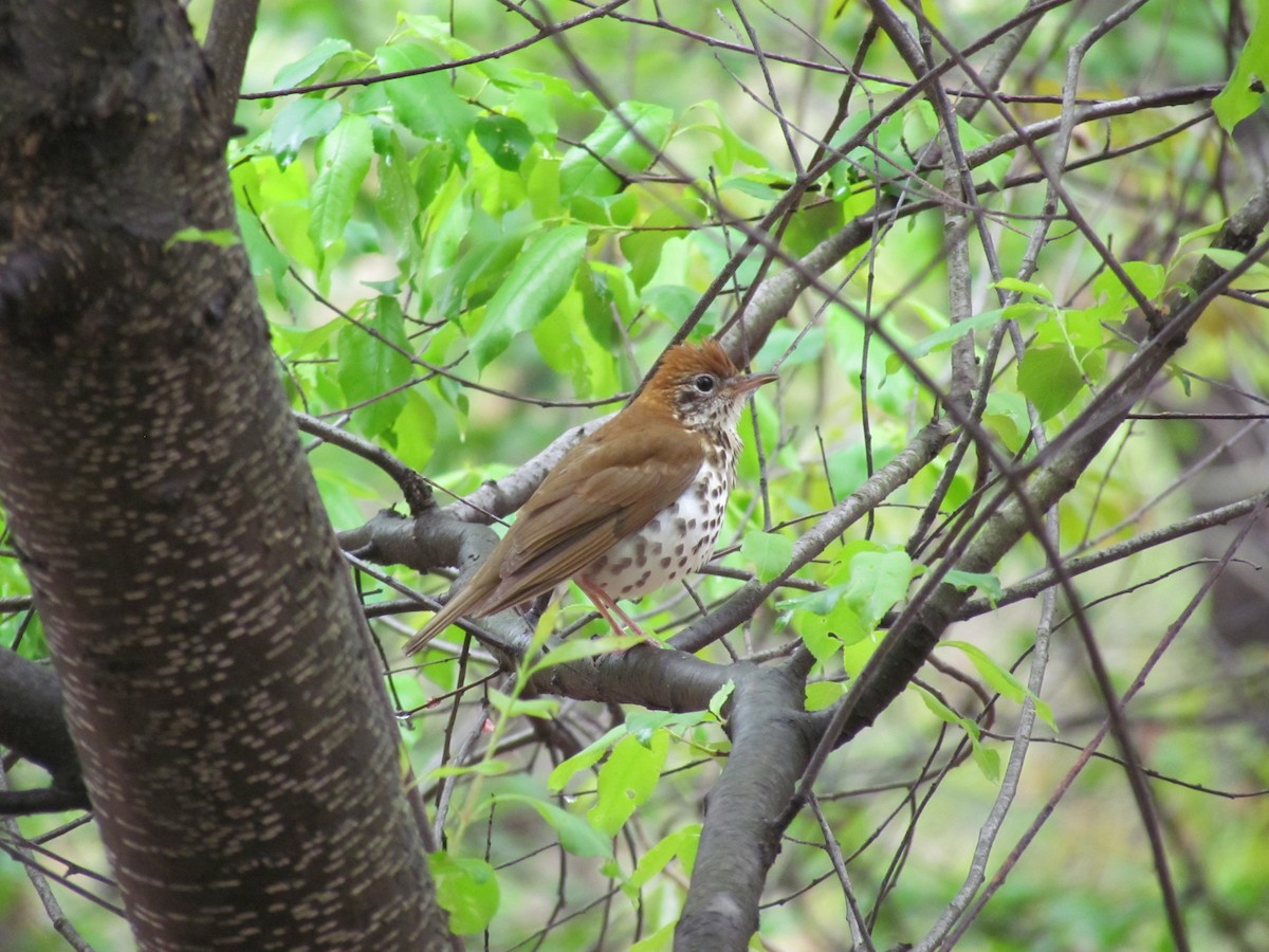 Wood Thrush - ML637846507