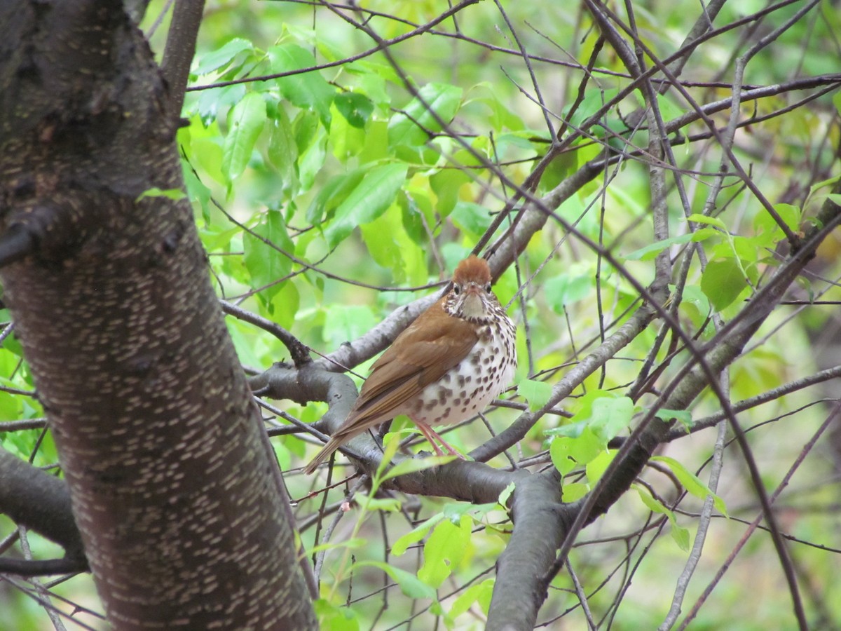 Wood Thrush - ML637846508
