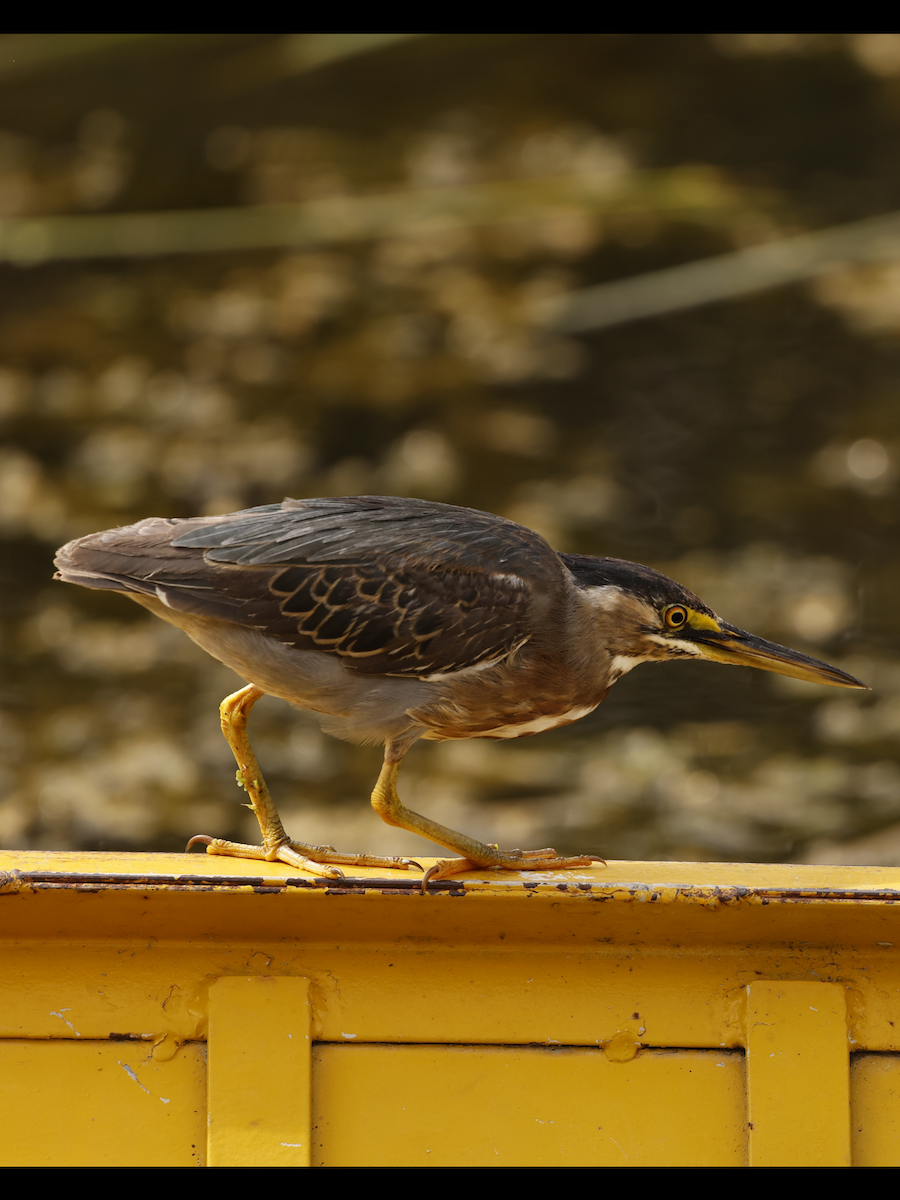 Striated Heron (South American) - ML637846528